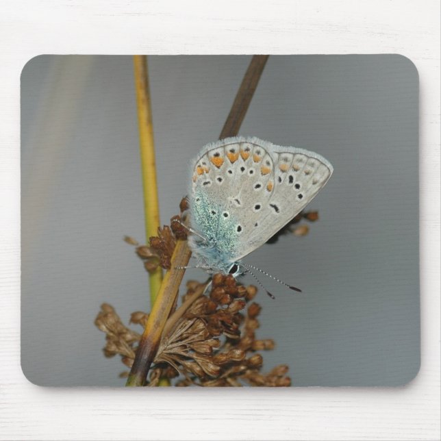 Blue White Orange with Black Spots Butterfly Mouse Mat (Front)