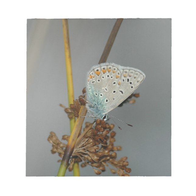 Blue White Orange with Black Spots Butterfly Notepad (Front)
