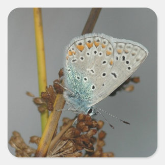 Blue White Orange with Black Spots Butterfly Square Sticker