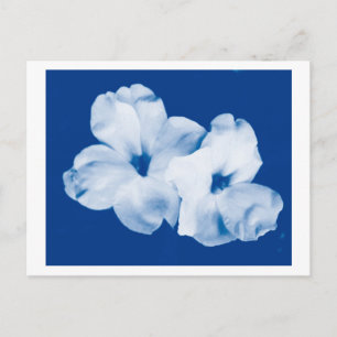 Blue & White Postcard