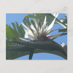 Blue White Strelitzia Flower DIY Postcard