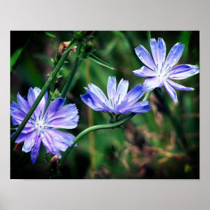 Blue Wild Chicory Flower Trio Poster