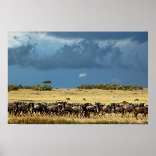 Blue wildebeest (gnu) migration poster, print, pic poster