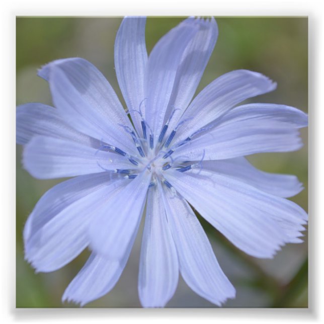 Blue Wildflower Photo Print (Front)