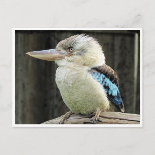 blue winged kookaburra postcard
