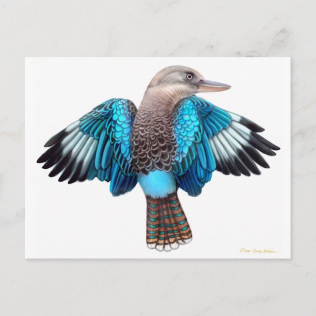 Blue Winged Kookaburra Postcard (Front)