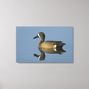 Blue-winged Teal, Anas discors,male, Port Canvas Print