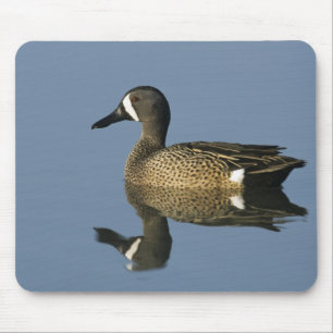 Blue-winged Teal, Anas discors,male, Port Mouse Mat