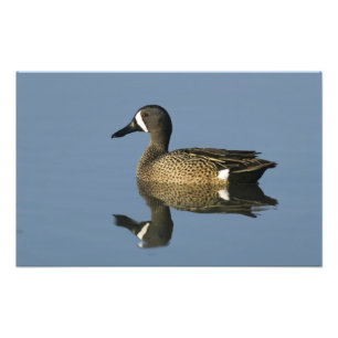 Blue-winged Teal, Anas discors,male, Port Photo Print