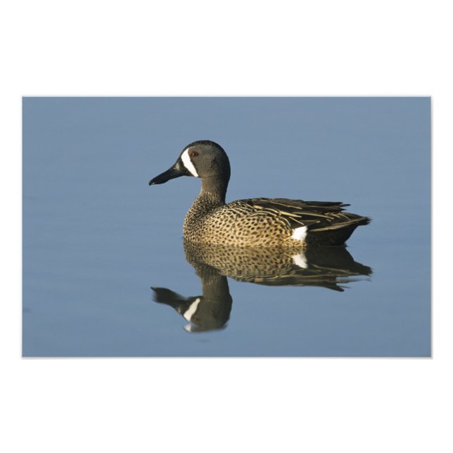 Blue-winged Teal, Anas discors,male, Port Photo Print (Front)