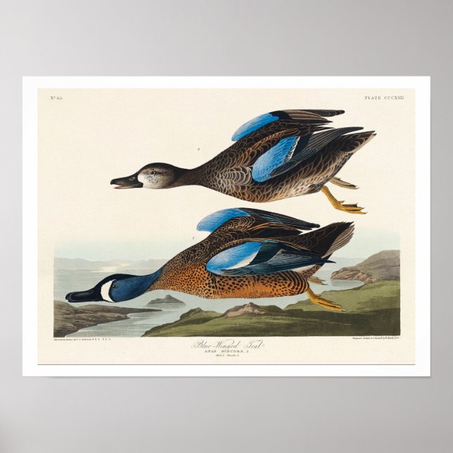 Blue-Winged Teal by Audubon Poster (Front)