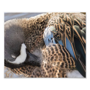 Blue Winged Teal Duck Photography Print