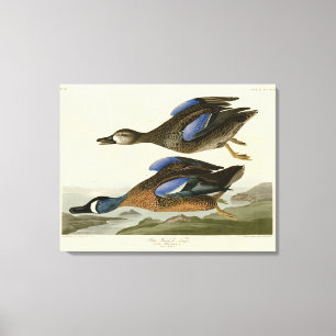 Blue-Winged Teal from Audubon's Birds of America Canvas Print
