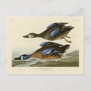 Blue-Winged Teal from Audubon's Birds of America Postcard