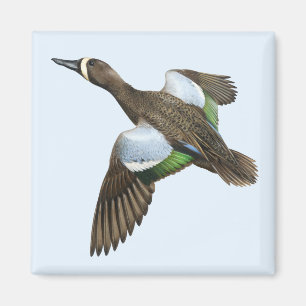 Blue-winged Teal Magnet