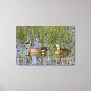Blue-winged Teal male and female in wetland Canvas Print