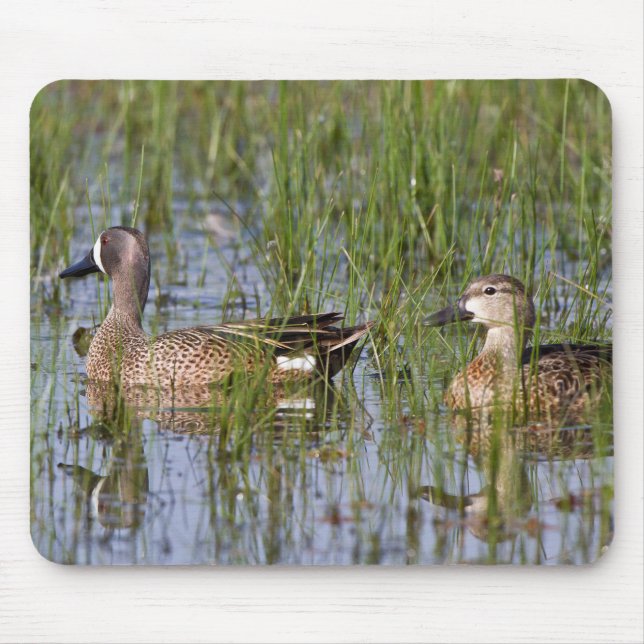 Blue-winged Teal male and female in wetland Mouse Mat (Front)
