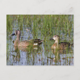 Blue-winged Teal male and female in wetland Postcard