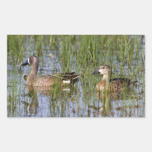 Blue-winged Teal male and female in wetland Rectangular Sticker