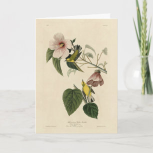 Blue-winged Yellow Warbler - Audubon Birds America Card