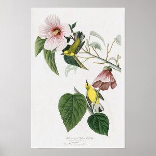 Blue-winged Yellow Warbler Audubon Birds America Poster
