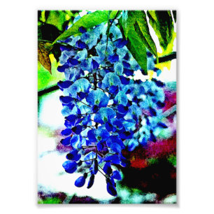 Blue Wisteria Photo Print