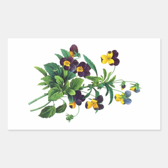 Blue Yellow and Purple Pansies By PJoseph Redoute Rectangular Sticker (Front)