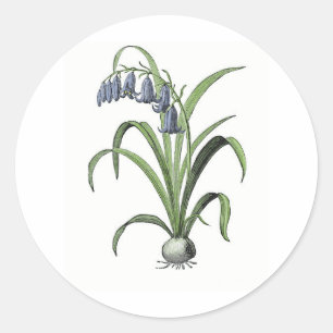 Bluebell Classic Round Sticker