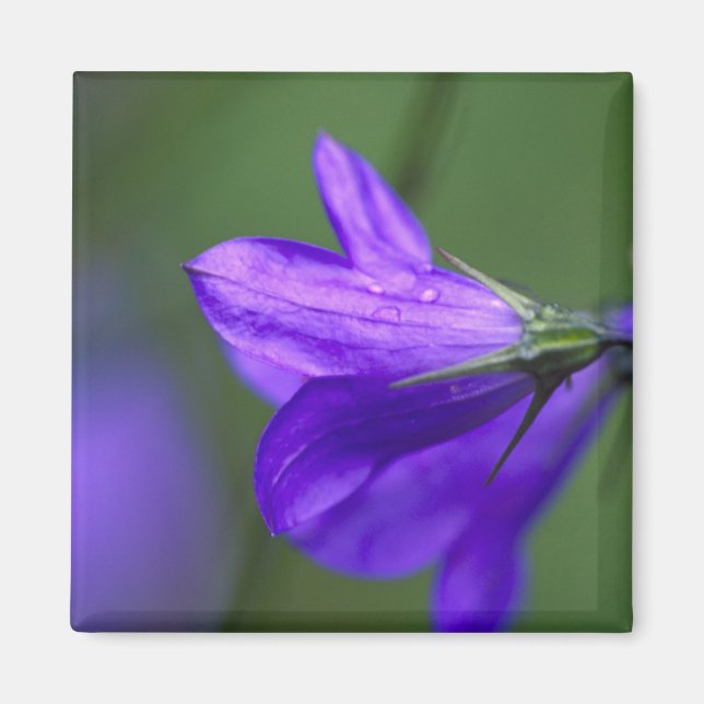 Bluebell flower in Independence Pass in Magnet (Front)