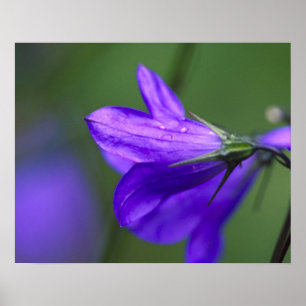 Bluebell flower in Independence Pass in Poster