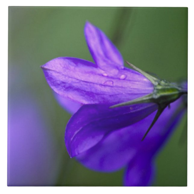 Bluebell flower in Independence Pass in Tile (Front)
