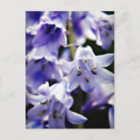 Bluebell flower postcard