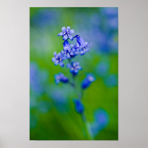 Bluebell flower Poster