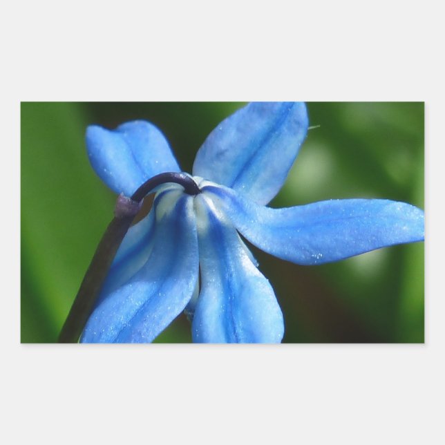 Bluebell Flower Rectangular Sticker (Front)
