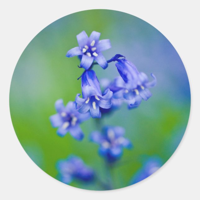 Bluebell flower sticker (Front)