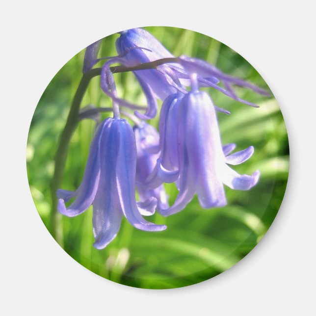 Bluebell flowers - Magnet (Front)