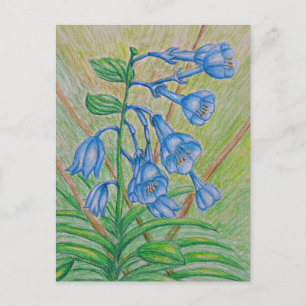 BlueBell flowers Postcard