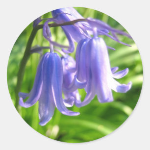 Bluebell flowers - Sticker
