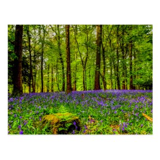 Bluebell Forest Postcard