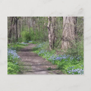 Bluebell Path Postcard