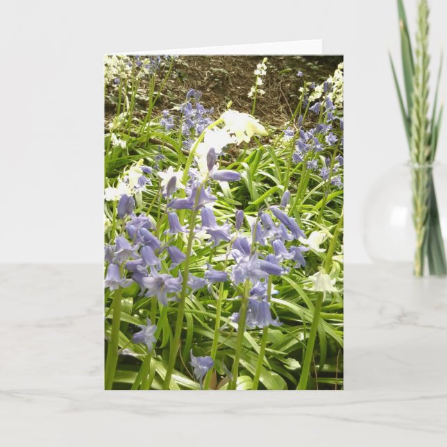 Bluebell Photos / details 2 - Spring 2016 Card (Front)