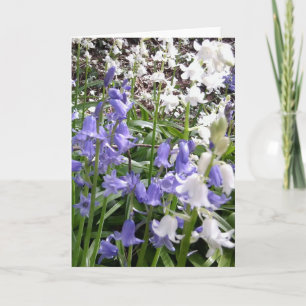 Bluebell Photos / details - Spring 2016 Card