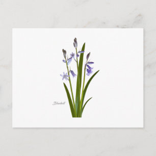 Bluebell Postcard