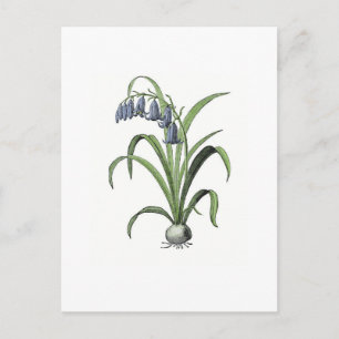 Bluebell Postcard
