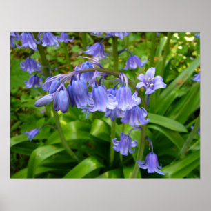 BLUEBELL  ~ Poster