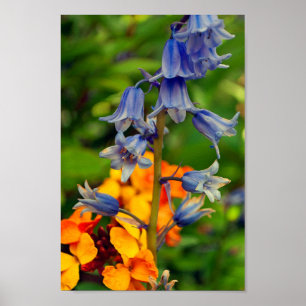 Bluebell Spring Flowers Hyacinthoides Poster