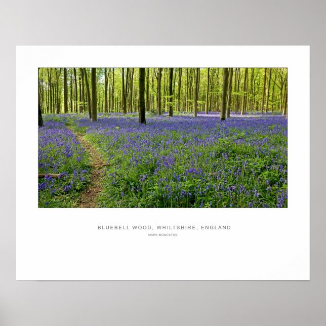 BlueBell Wood England UK Poster (Front)