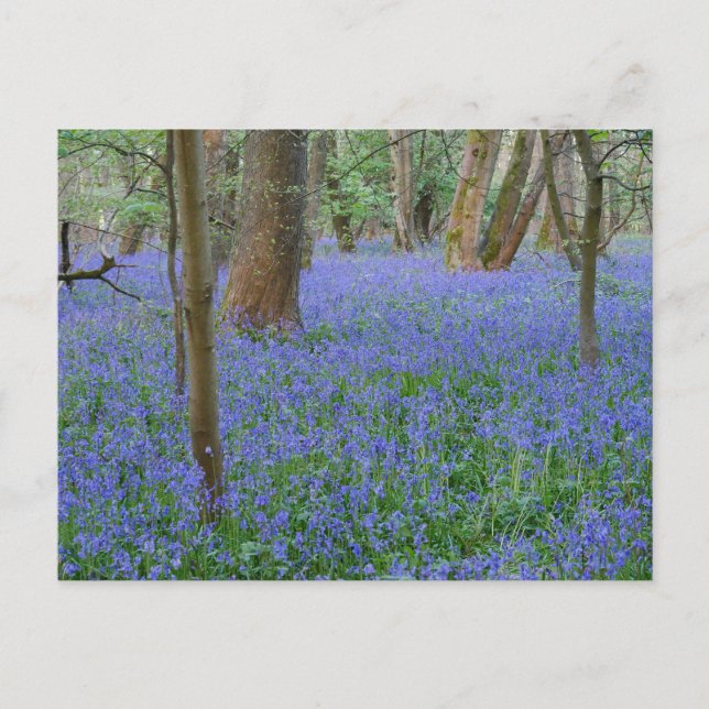 Bluebell Wood Postcard (Front)
