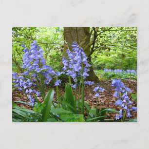 BLUEBELL WOOD ~ Postcard # 3