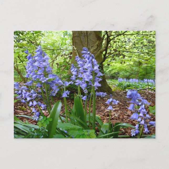 BLUEBELL WOOD  ~  Postcard # 3 (Front)